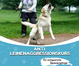 Anti Leinenaggressionskurs